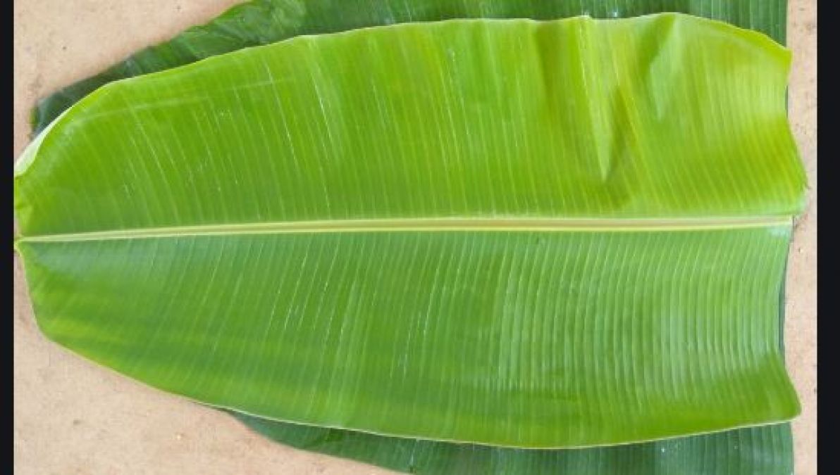 Banana leaves are used in worship due to this reason