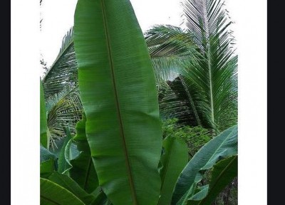 Banana leaves are used in worship due to this reason