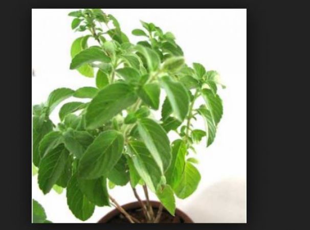 Tulsi will erase all your problems from the root, just need to do this small task
