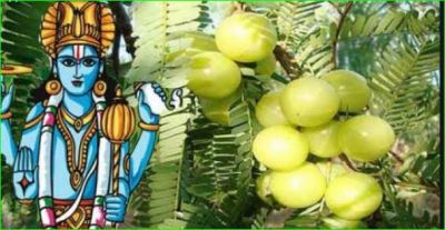Amla Navami is on 5th November, Know how to worship