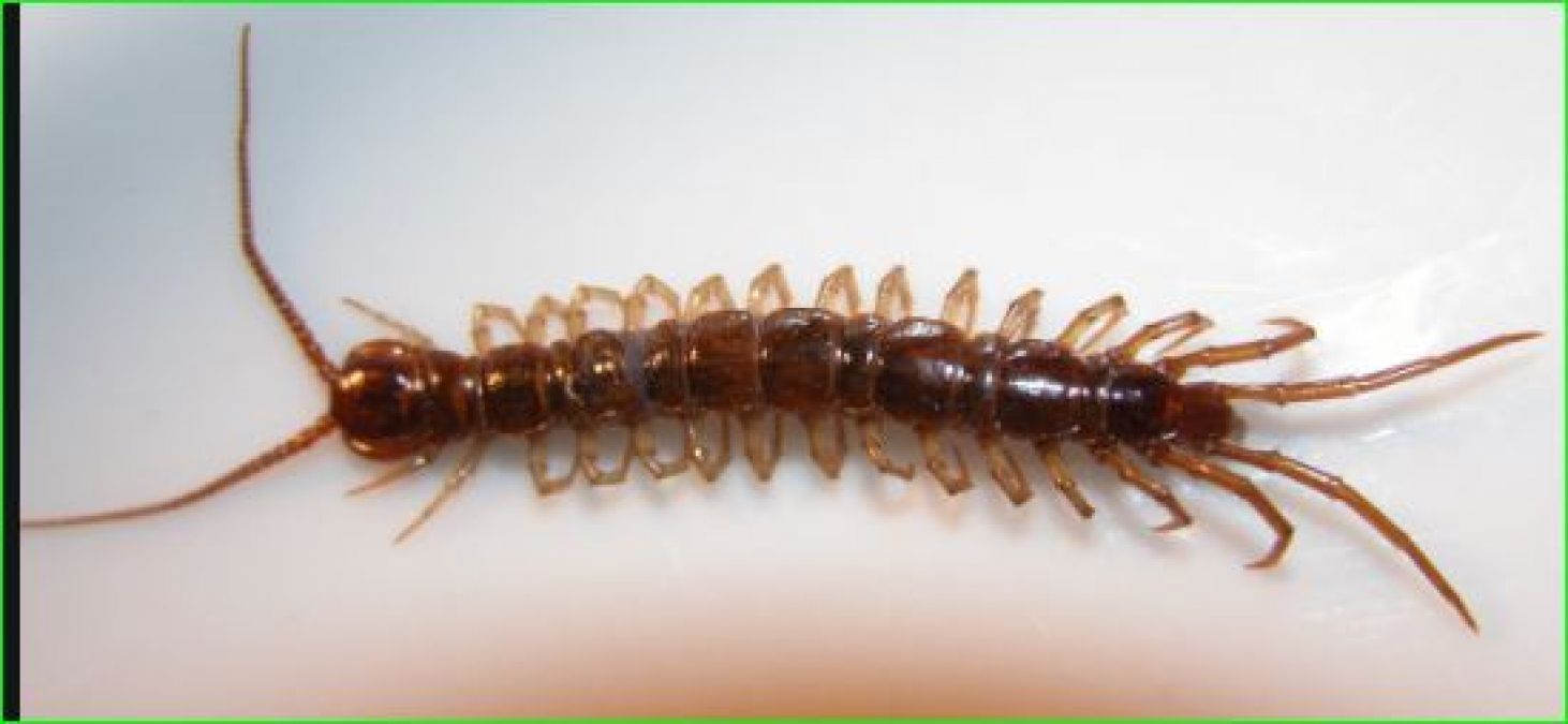 Here's what seeing a centipede in way indicates
