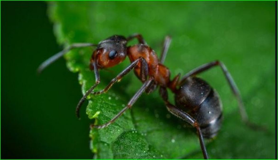 Know what the black and red ants indicate in your house