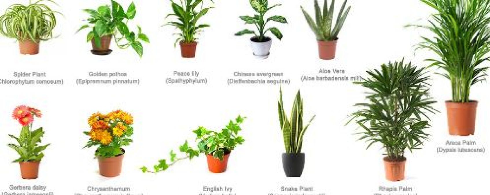 Keep these plants at your home; they bring good fortune