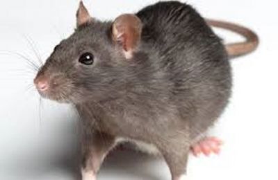 आपके जीवन में जाने चूहे का अपशकुन संकेत