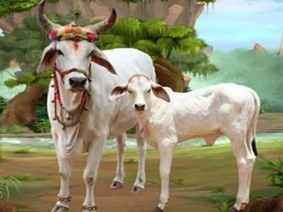 हिन्दू धर्म में इसलिए इतनी ज्यादा मान्यता है गाय के गोबर की