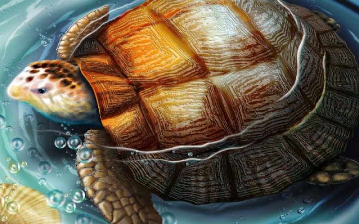 Know the benefits of keeping turtle at home