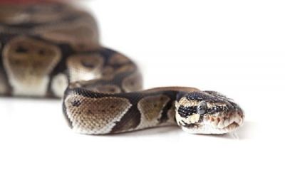 3 Home Remedies To Try On Snake Bites