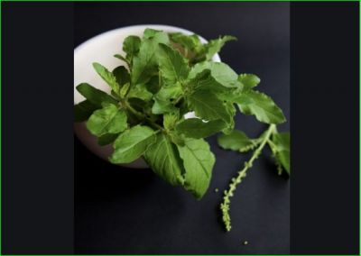 Basil is a boon for health, know the benefits