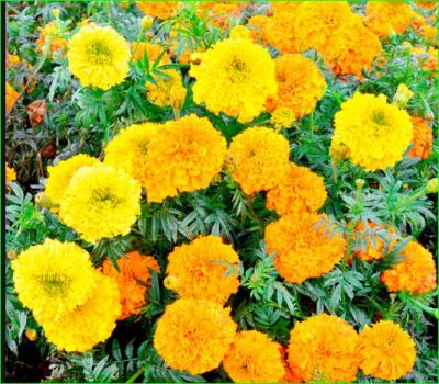 Because of this, marigold flowers are used for every auspicious work at home