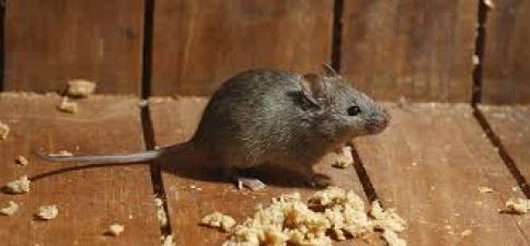 अगर आपके घर में भी है चूहे तो बर्बाद होने वाला है आपका घर
