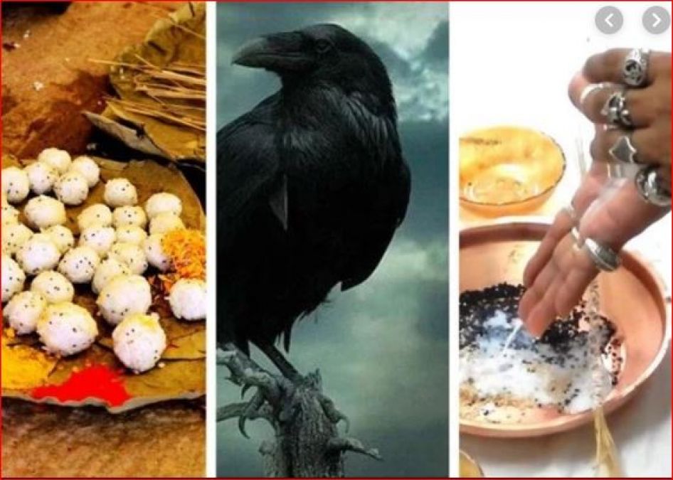 At the time of Shraadh, a crow gives auspicious and inauspicious signs; know more