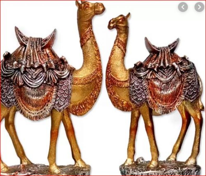 If you also have money problems then bring home two pairs of camels with a hunchback