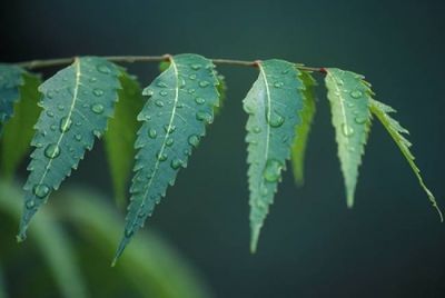 Before consuming Neem, know its shocking side effects