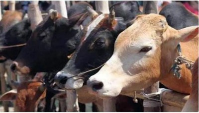 Delhi police arrested some culprits in cow killing going on for 4.5 years