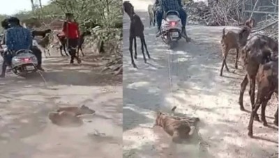 Video: Dog tied to scooty and dragged to entire village, tragic death