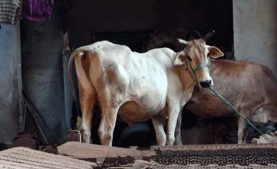 The man used to rape the cow every day, the act was imprisoned in CCTV, caught by the UP police