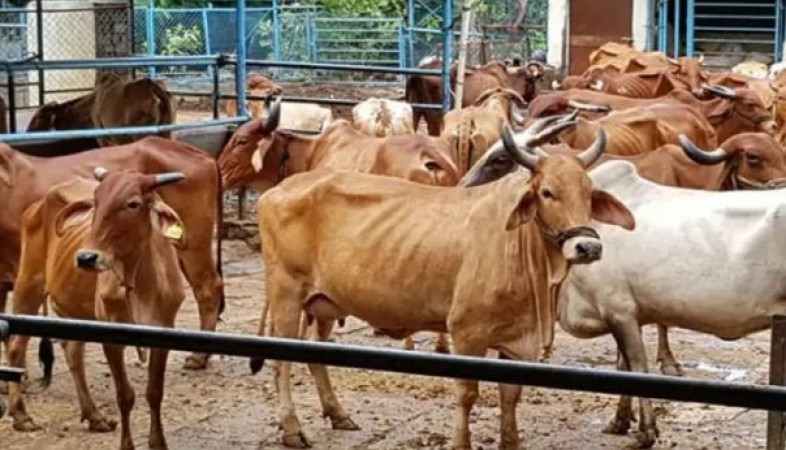 Shameful: Shoaib did 'heinous work' with cow, jailed in animal cruelty law
