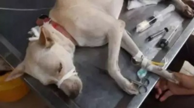 दर्दनाक! मुंबई में पार हुई दरिंदगी की हदें, अब बदमाशों ने काटा कुत्ते का लिंग