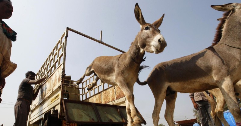 Rajasthan: Ashok Gehlot's police is catching donkeys, know what is the whole matter?