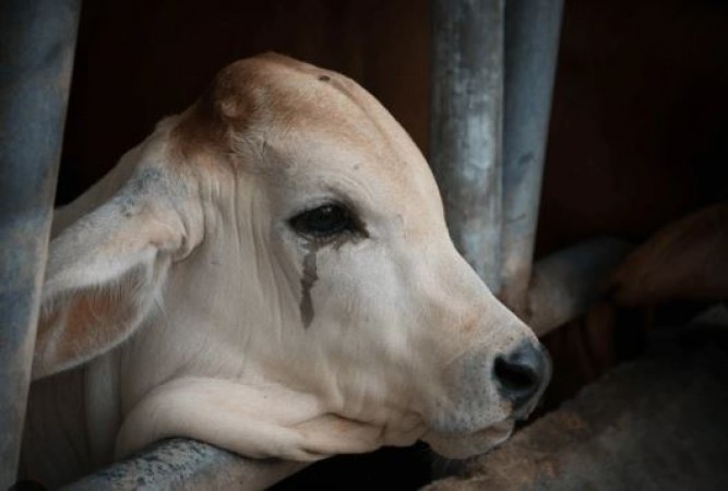 दरगाह के पास से गुजर रही गायों को तेज़ाब डालकर झुलसाया, 5 नाबालिगों को पुलिस ने हिरासत में लिया