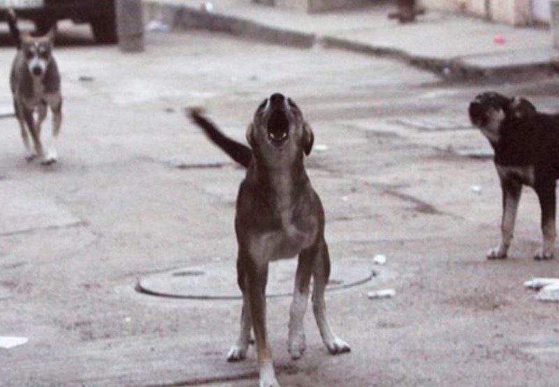 सड़क पर तीन दिन से कर रहा था कुत्ते का बलात्कार, CCTV में कैद हुई वीभत्स घटना