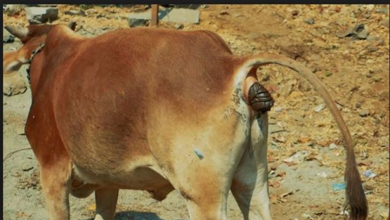 गाय का गोबर चोरी होने पर दर्ज हुई FIR, गोबर की कीमत सुनकर हिल जाएंगे आप