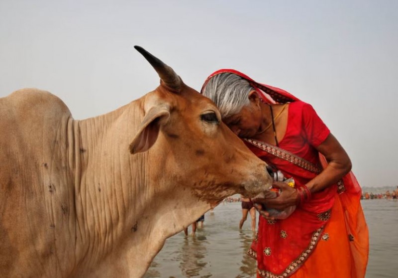 हर महीने काटते थे 600 गाय, 50 गाँव में होती थी डिलीवरी ! अब राजस्थान सरकार ने लिया बड़ा एक्शन, 4 पुलिसकर्मी निलंबित