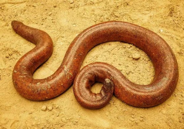 4 smugglers arrested with rare 'Red Sand Boa' snake