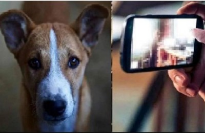 Man sexually abusing stray dog caught after horrific video goes viral