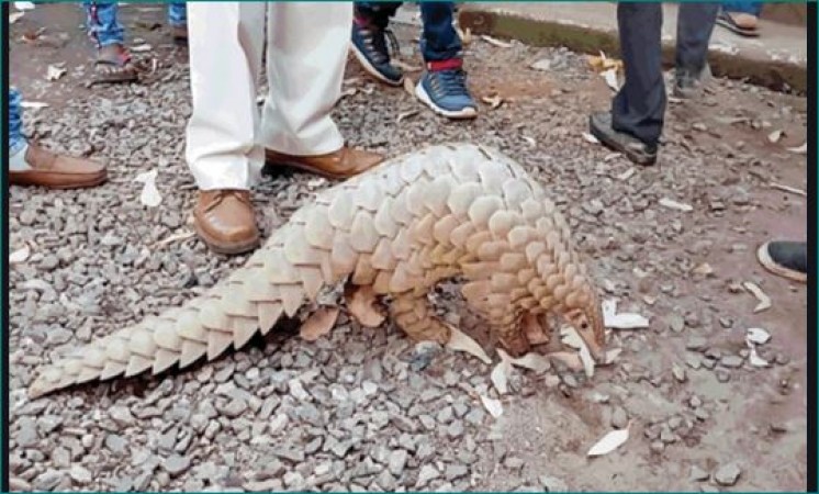 ED to probe endangered pangolin smuggling, illegal assets