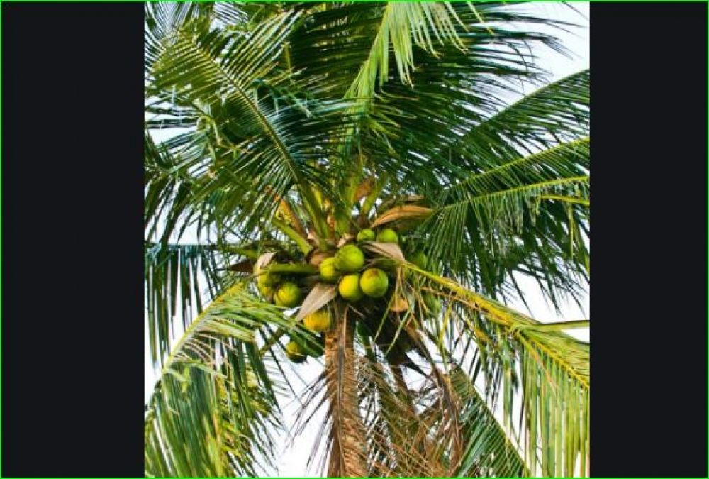 Doctor used to kill and bury female patients and then planted a coconut tree