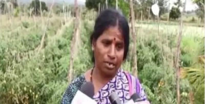 कर्नाटक: खेत से 2.5 लाख के टमाटर चुरा ले गए चोर, बची हुई फसल भी कर दी नष्ट