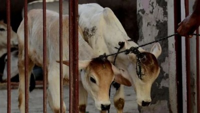 Hakimuddin of Haryana caught in Tamil Nadu over stealing cow and selling it in slaughterhouse