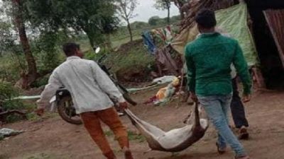 महाराष्ट्र में किया काले हिरण का शिकार, हथियारों सहित दो गिरफ्तार