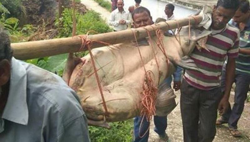 मछली का शिकार कर खा गए ग्रामीण, अब पूरे गाँव पर होगी क़ानूनी कार्यवाही!