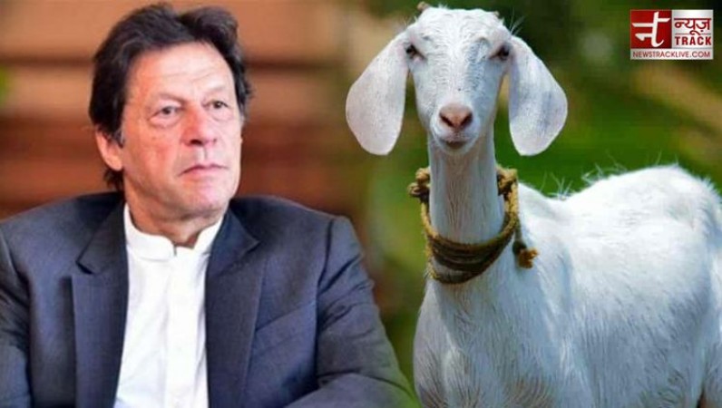 Goat gang-raped by 5 offenders, dead! Imran Khan trolled on social media