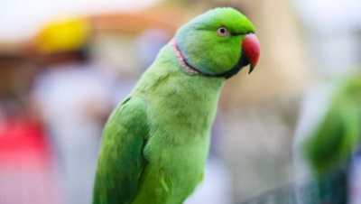 Were smuggling parrots hidden among the neem leaves, such an open secret