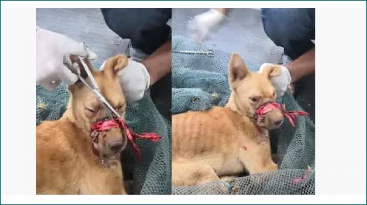People for Animal Welfare rescued dog with mouth sealed by tape