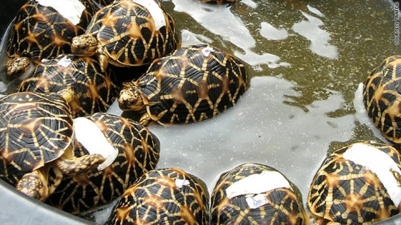 Woman hiding 6 turtles in her bag caught by railway police