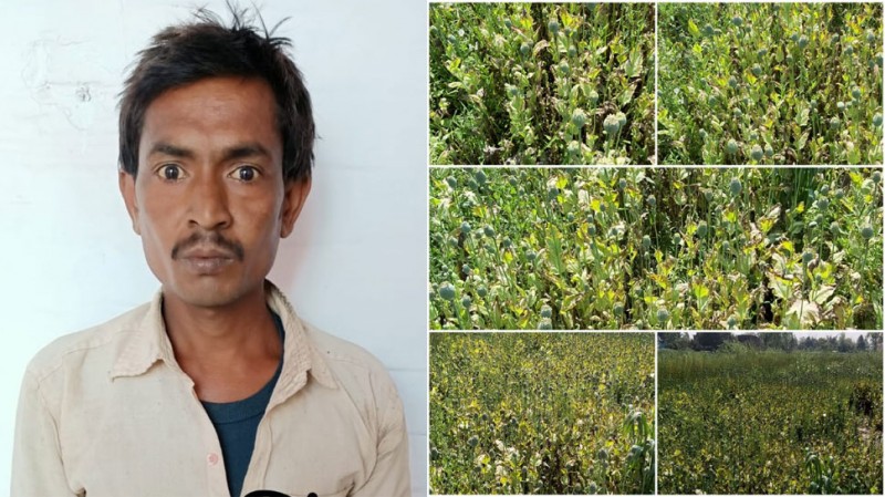 Opium cultivation in mustard field, STF arrested