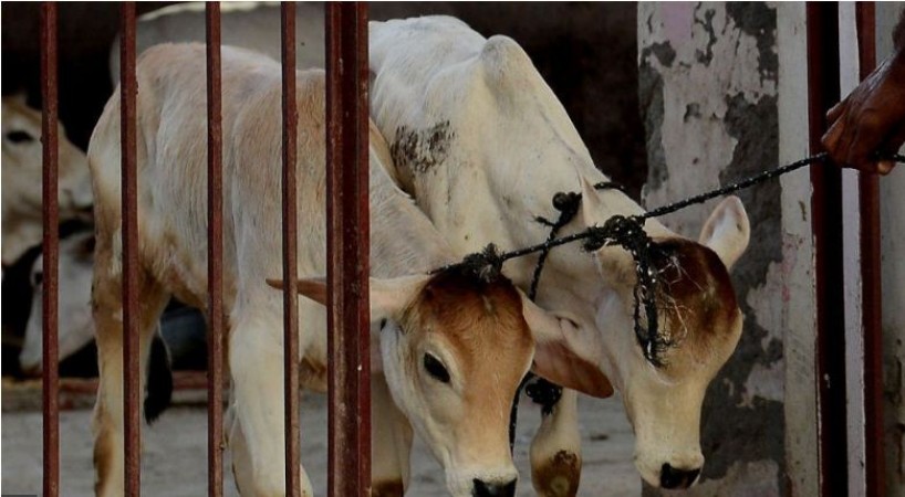 पंजाब में नहीं थम रही गौहत्या, फिर से 4 गायों के कटे सिर मिले, पहले मिले थे 18