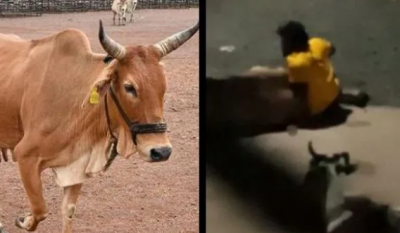 Man rapes cow at midnight, case registered after video goes viral