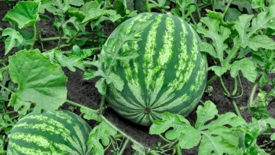 Woman thrashes 12-year-old boy on suspicion of stealing watermelon, died