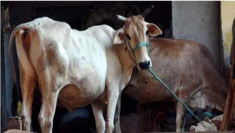पुलिसकर्मी के बेटे मुबारक अली ने की दो गर्भवती गायों की हत्या, किसान को मिला कटा हुआ सिर