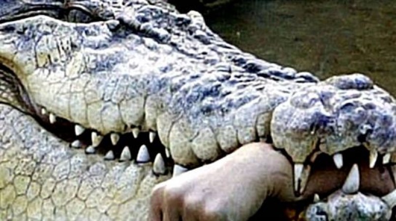 Crocodile chewed woman's hand who went to drink water from river ...
