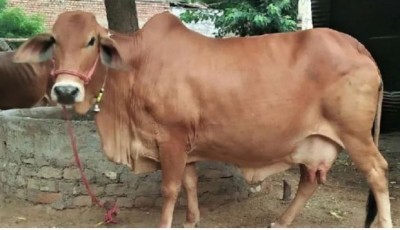 VIDEO: After raping cow, now the accused is apologizing with folded hands