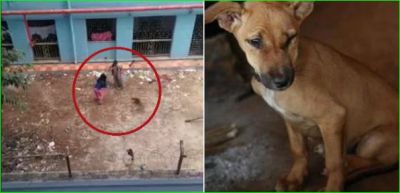 Two girls kills 16 puppies together, you will be shocked to know reason