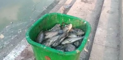 तालाब में मछलियों की मौत का जिम्मेदार कौन ..?