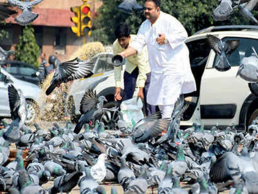 दिल्ली के एक कारोबारी को कबूतरों को दाना डालना पड़ा महँगा.....