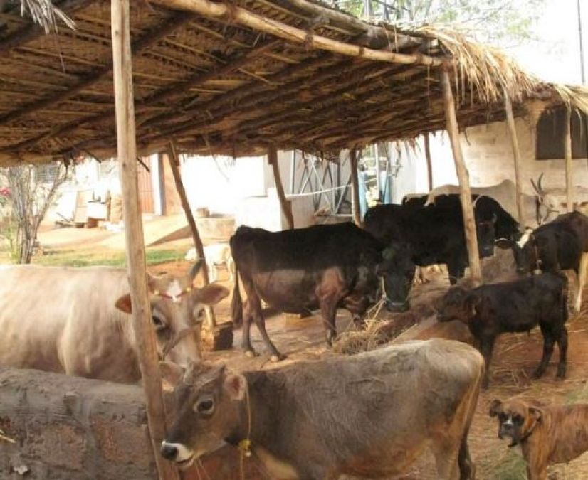 Attempt to burn cattles by spraying oil failed, police arrested